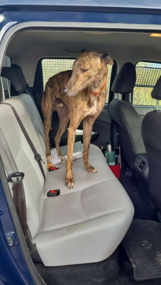 Desactivaron una carrera de galgos en Este