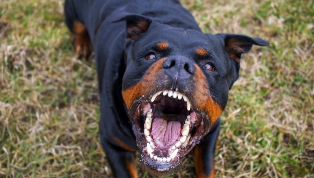 Murió una mujer de 85 años luego de ser atacada por sus tres perros Rottwailer