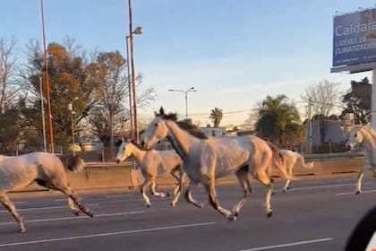 Confirmaron que recuperaron los 46 caballos que se escaparon de Campo de Mayo 