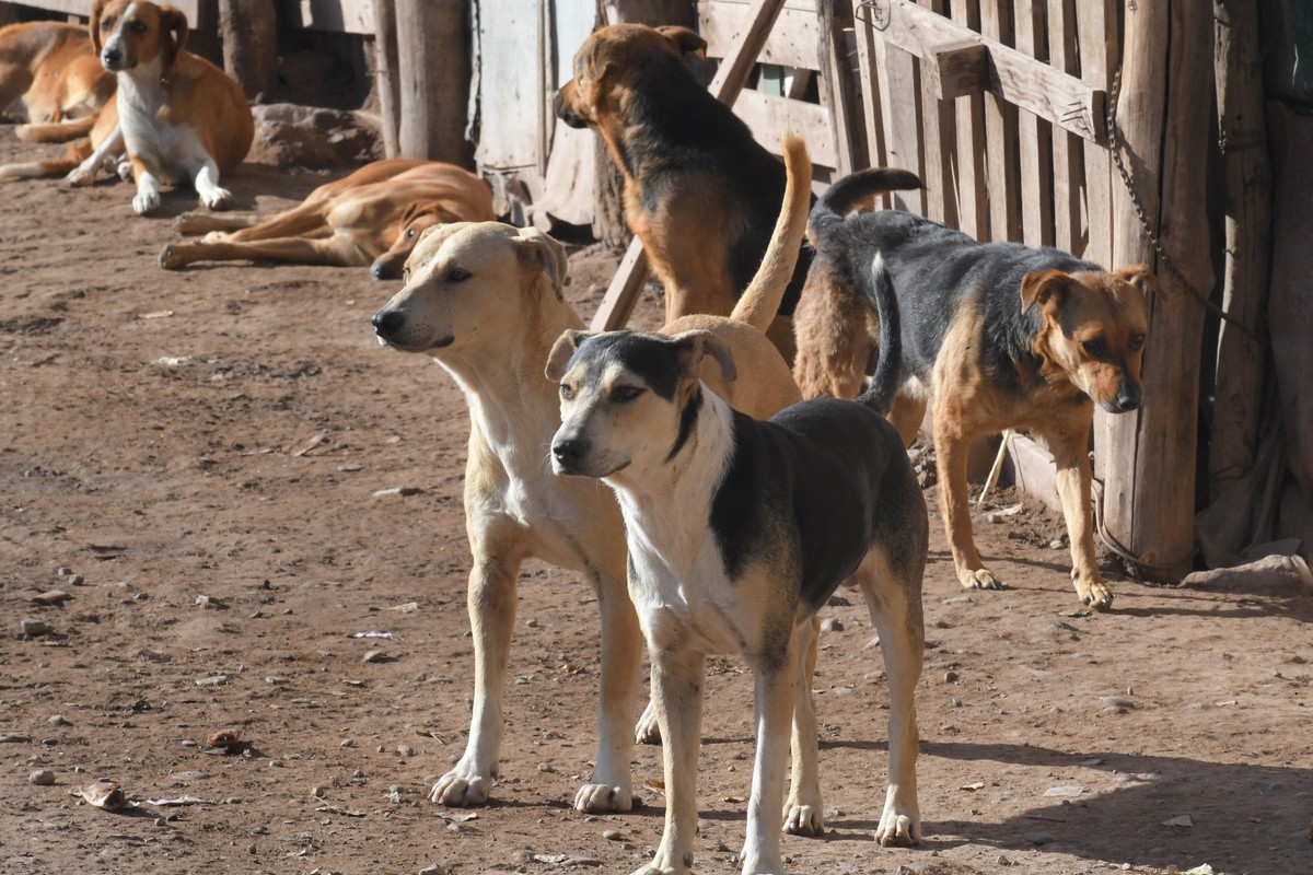 Una niña fue atacada por perros en Lavalle y se encuentra internada 