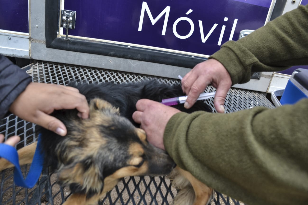 El municipio de Guaymallen convoca a  la vacunación anual gratuita para perros y gatos en el departamento