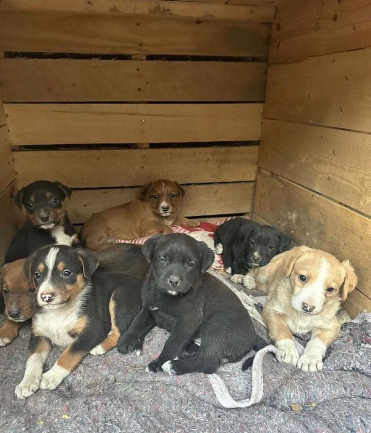 La Asociación  Salvando Patas necesita de nuestra ayuda: una lucha por encontrar un nuevo hogar para los animales rescatados