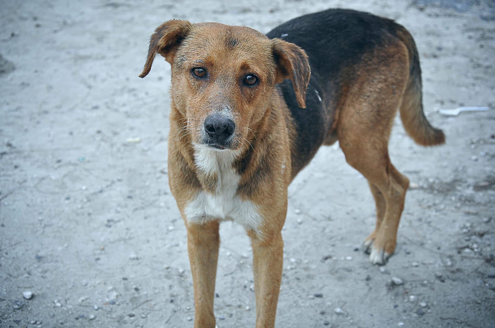 Godoy Cruz endurece el control de perros sueltos: multas y adopciones para los no reclamados