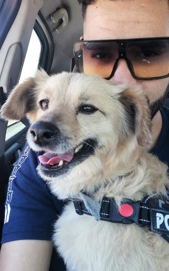 Desesperada búsqueda de Homero, un perro con epilepsia emocional