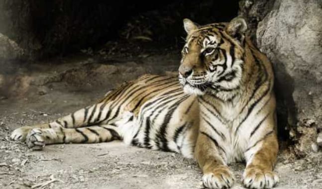 Lucy, la última tigresa de bengala del ex zoo de Mendoza, comenzó su viaje hacia un santuario natural