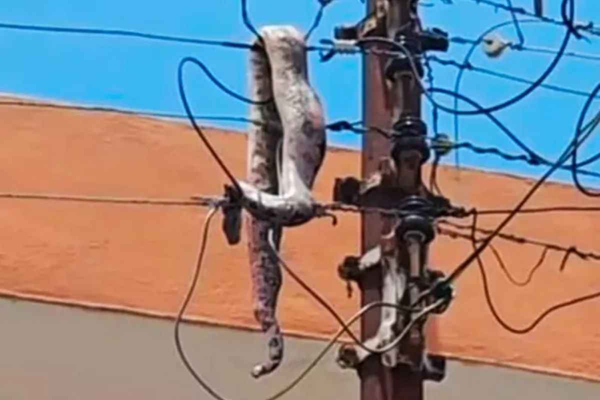 Corte de luz en San Carlos: una serpiente causa interrupción en el servicio