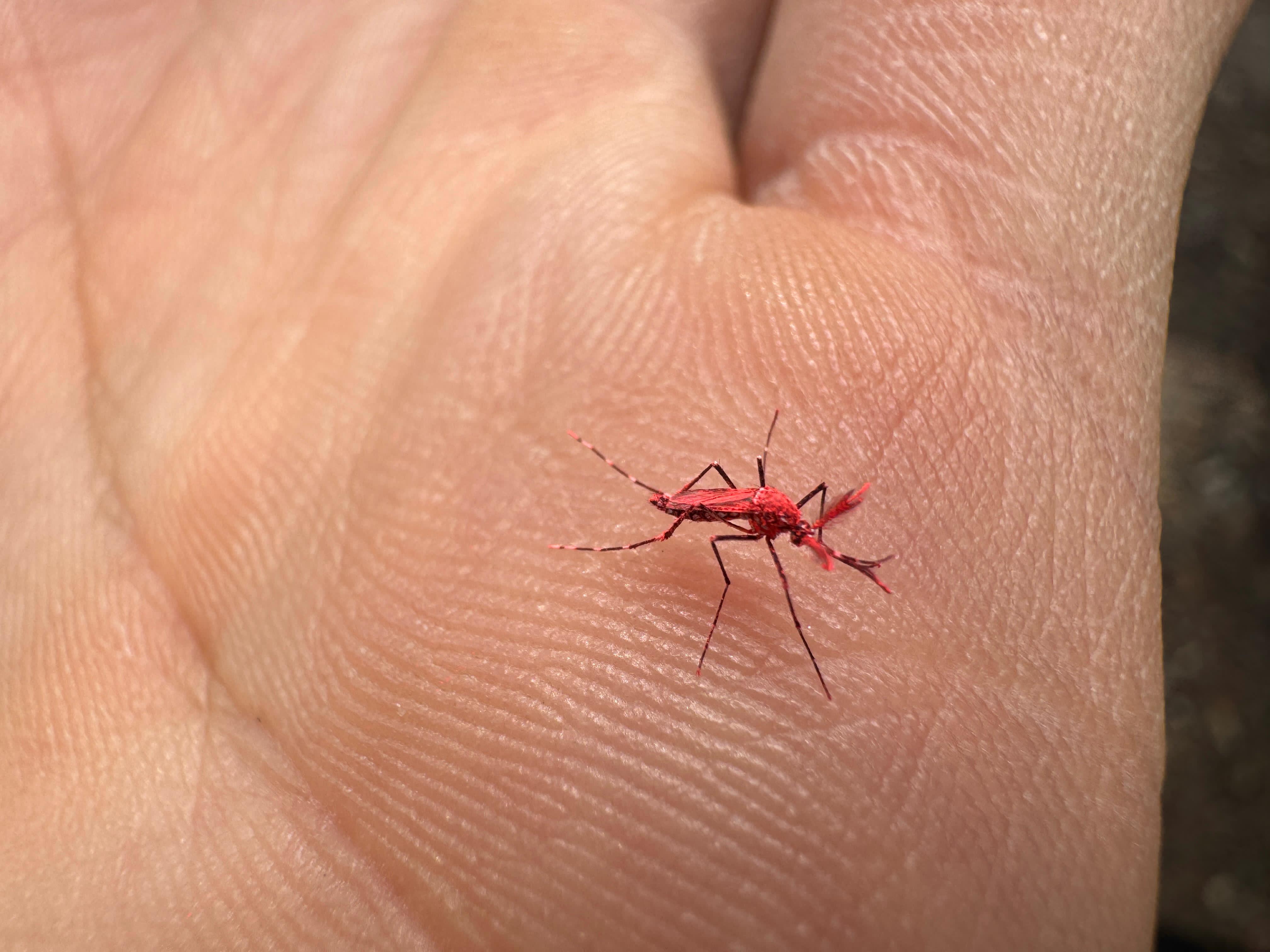 Dengue: No los maten! Así son los mosquitos estériles para prevenir el dengue, zika y chikungunya 