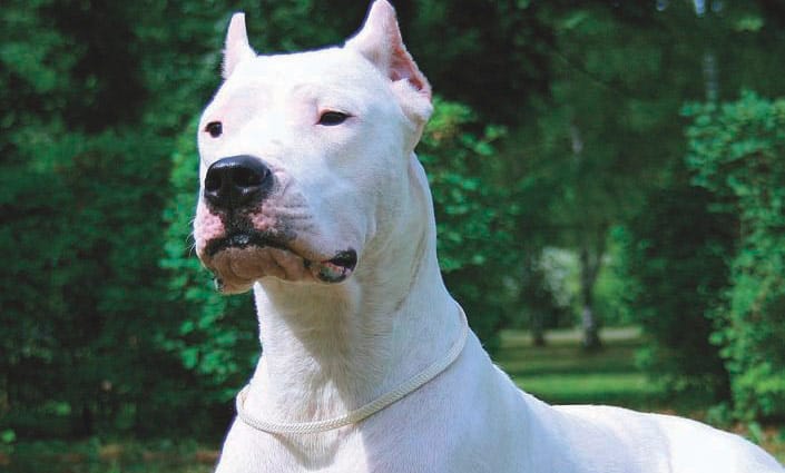 Un perro de raza dogo atacó a un hombre y se encuentra en estado grave
