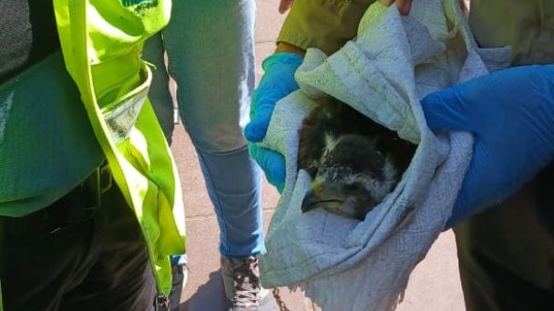 Rescataron a un pichón de gavilán en plaza España de la Ciudad de Mendoza