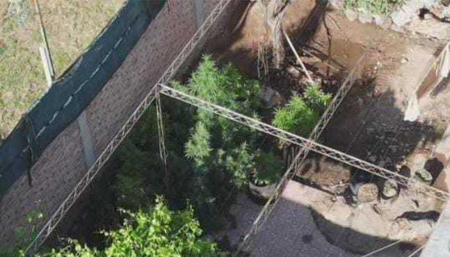 Filmaron con drone un patio con plantas de marihuana de una anciana y confiscaron el excedente