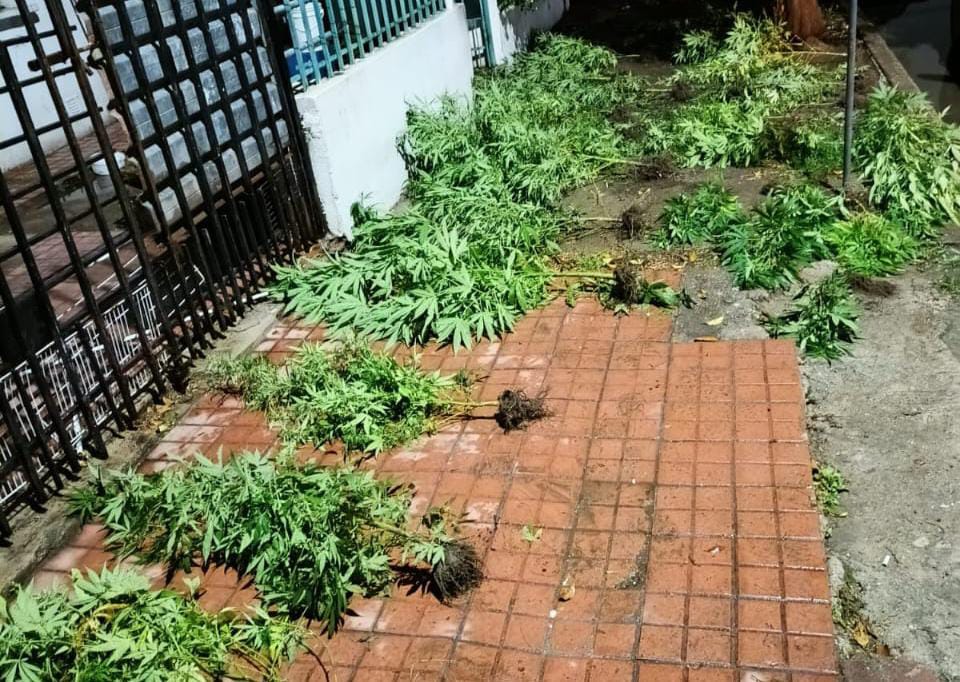 Tras una discusión, denunció a su novio por tener plantas de marihuana y los dos terminaron detenidos
