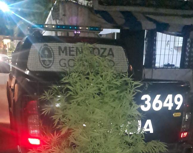 Desmantelan cultivo ilegal de marihuana en Las Heras