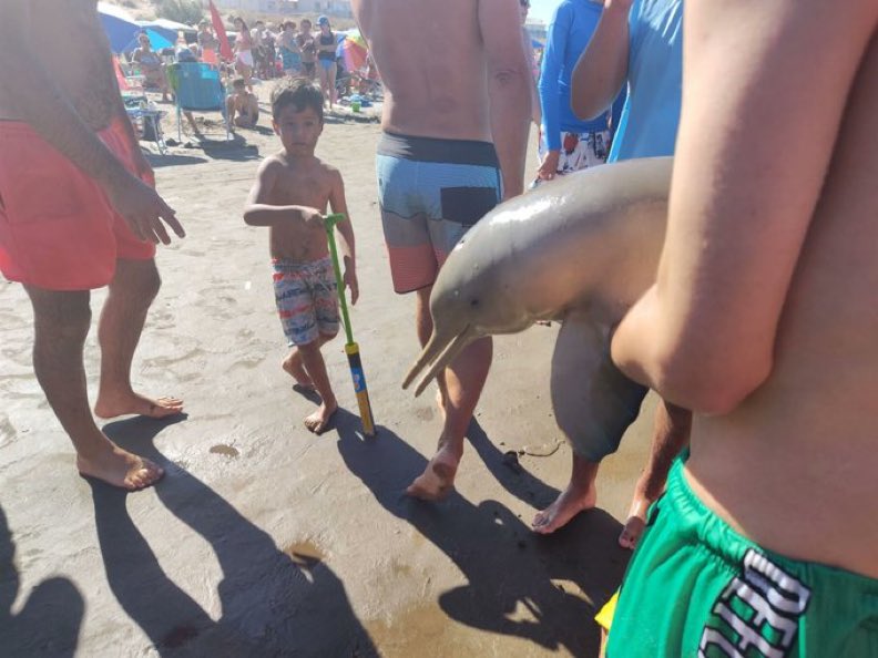 Un delfín apareció al costado del mar, turistas lo sacaron para sacarse fotos y murió al instante 