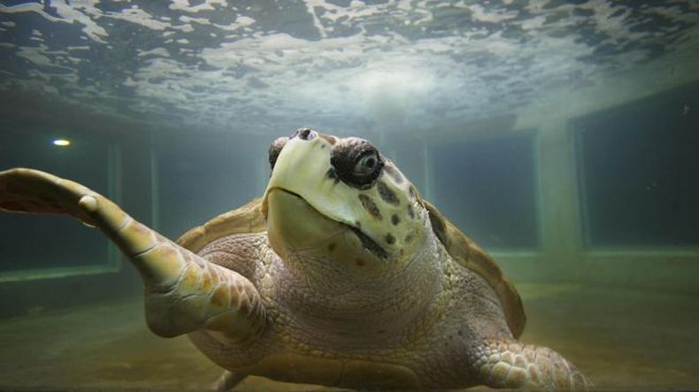 El tortugo Jorge llegó a Brasil y continua avanzando