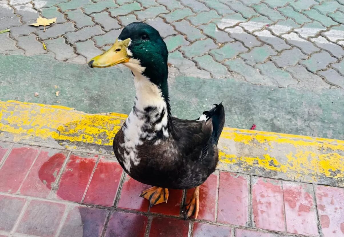 Crece el apoyo al Pato Juan en Mendoza