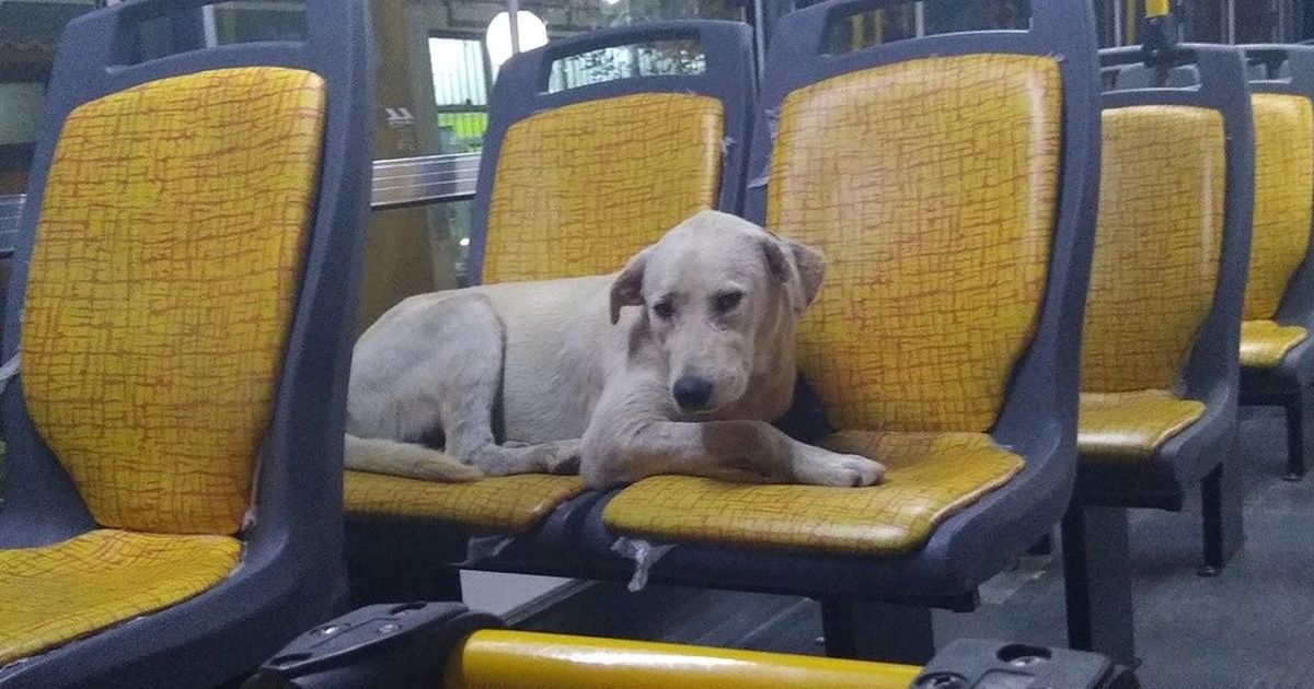 San Juan debate una ley de transporte “Pet Friendly