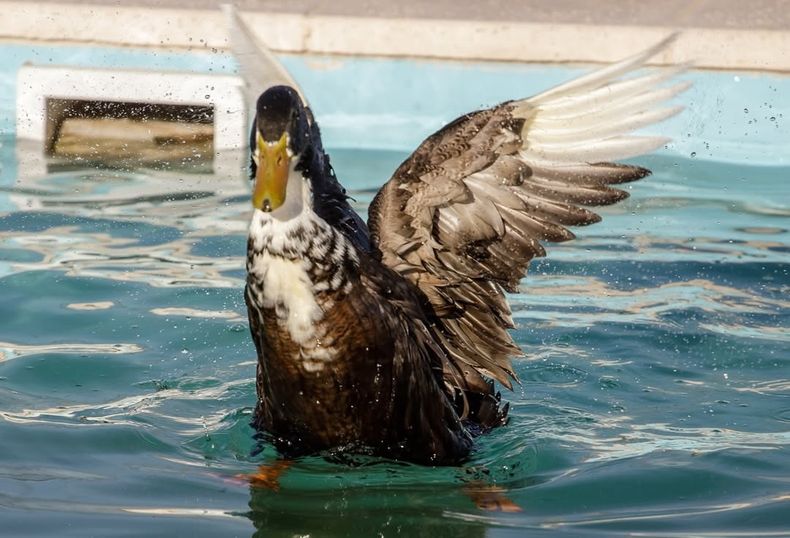 Mendoza: el pato Juan fue papá
