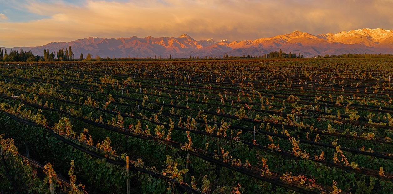 Seis bodegas mendocinas fueron elegidas entre las 50 mejores del mundo