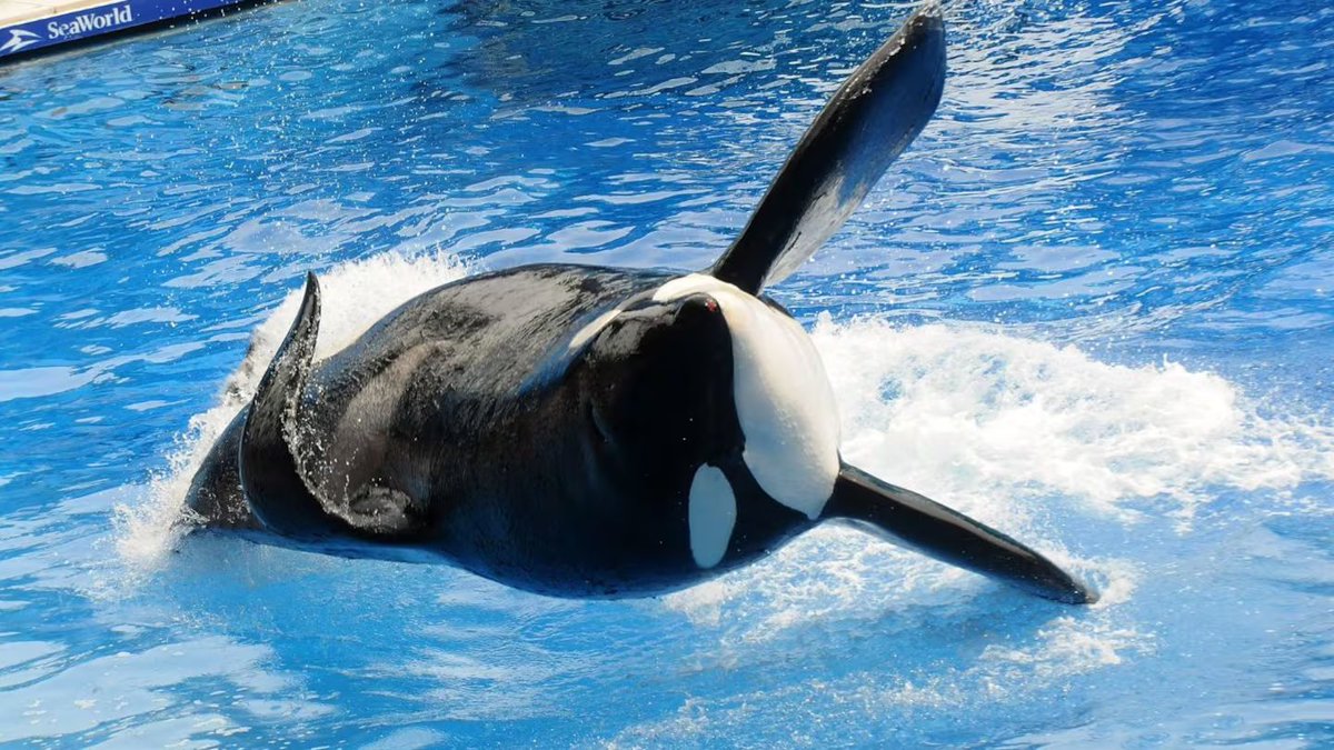 Murió Kshamenk, la Orca histórica de Mundo Marino, tras 33 años en cautiverio