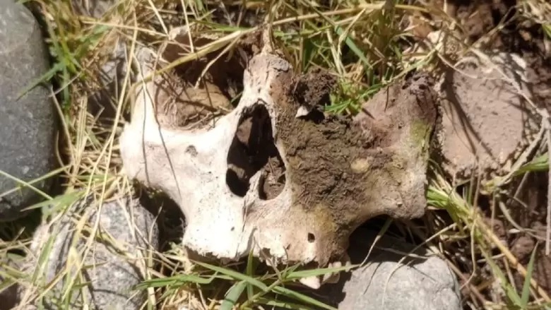 Estremecedor hallazgo de huesos humanos en Maipú