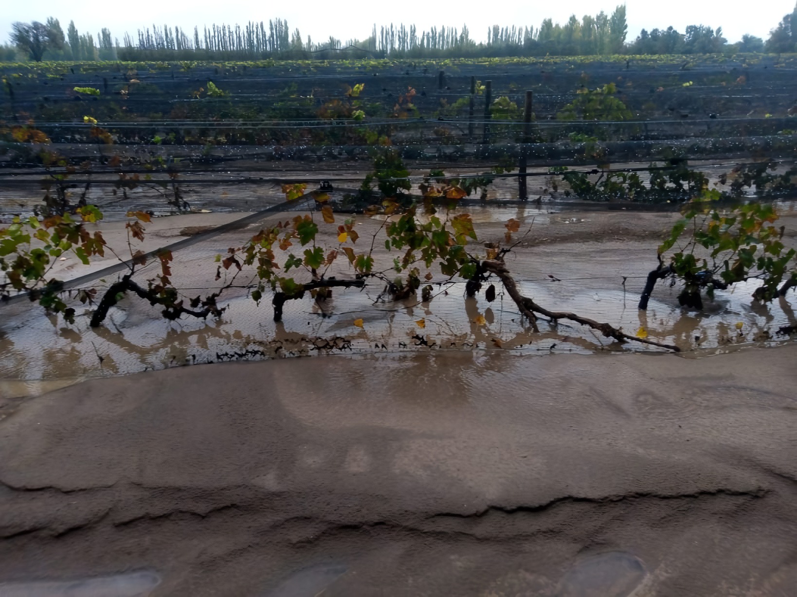 Intensas tormentas en Mendoza: la alarmante situación del sector agropecuario