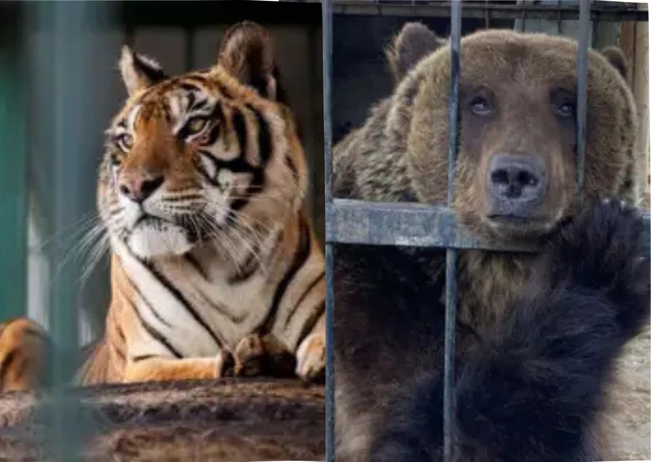 Operativo internacional: trasladan a tres animales del ex Zoológico de Luján