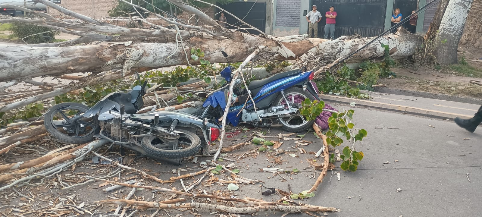 Tragedia en Las Heras: un motociclista murió tras la caída de un árbol 