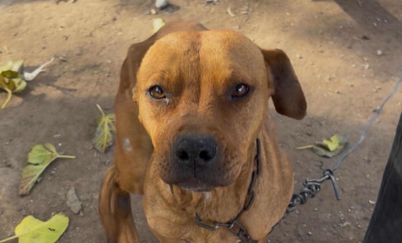 Fueron agredidas cuando intentaron rescatar a perros en estado de abandono